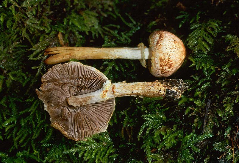 Agaricus diminutivus